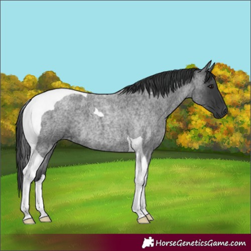 Horse Color:Blue Roan Tobiano 
