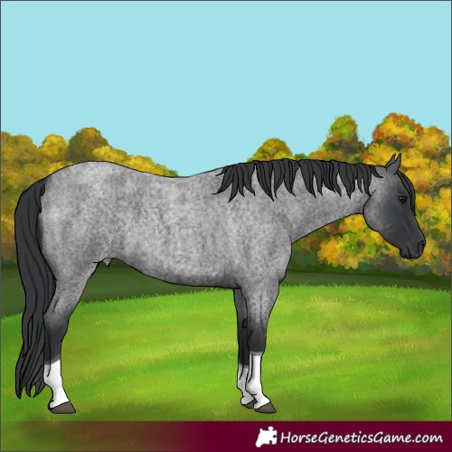 Horse Color:Blue Roan Tobiano 