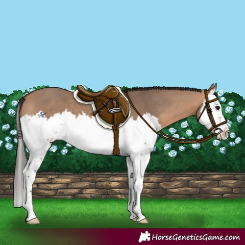 Horse Color:Bay Dun Splash