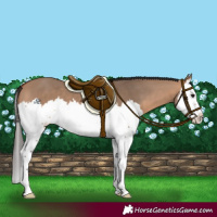 Horse Color:Bay Dun Splash 