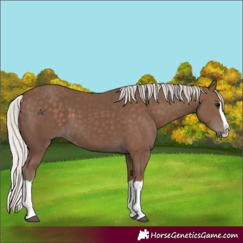 Horse Color:Silver Black Splash 