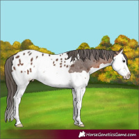 Horse Color:Brown Splash Appaloosa 