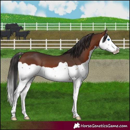 Horse Color:Brown Splash 