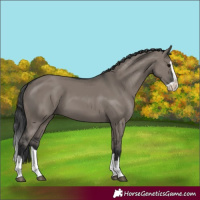 Horse Color:Grullo Splash 