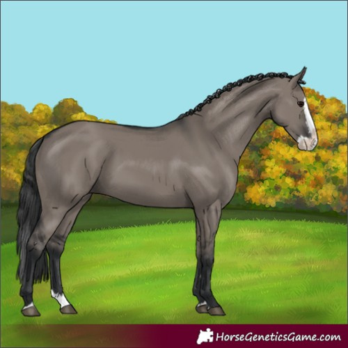 Horse Color:Grullo Splash 