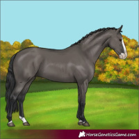 Horse Color:Grullo Splash 