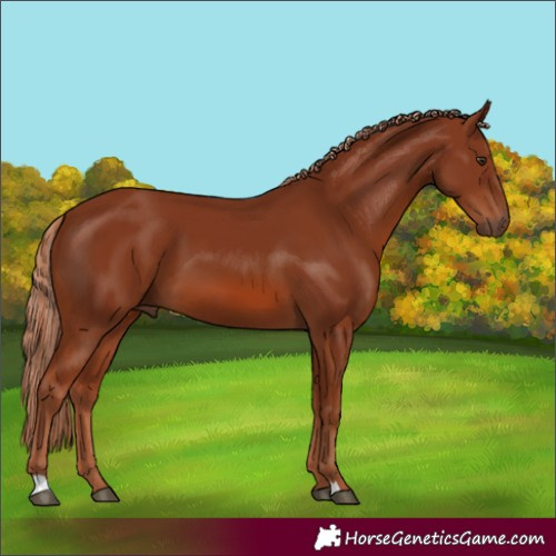 Horse Color:Chestnut 