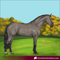Horse Color:Grullo 