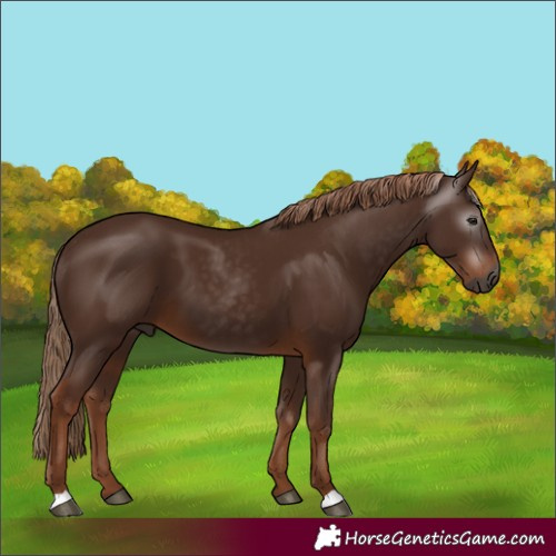 Horse Color:Gray Chestnut 