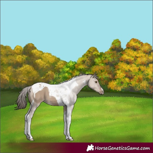 Horse Color:Liver Red Dun Tobiano