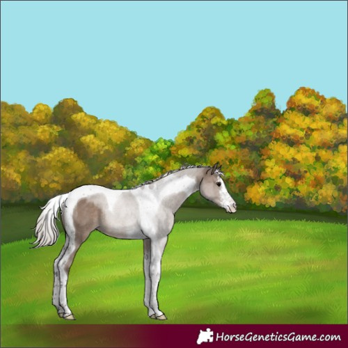 Horse Color:White Spotted Silver Grullo Tobiano Rabicano