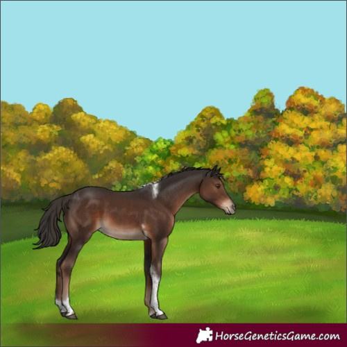 Horse Color:Liver Chestnut Tobiano 