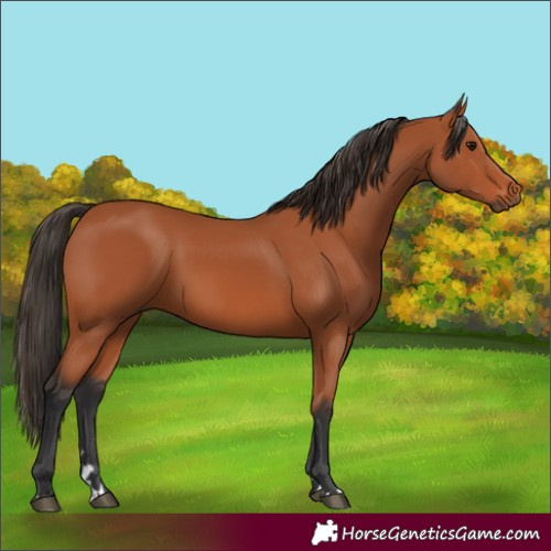 Horse Color:Bay 