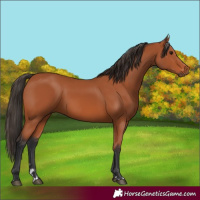 Horse Color:Bay 