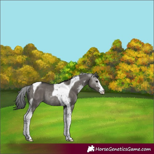 Horse Color:Grullo Sabino Tobiano Rabicano