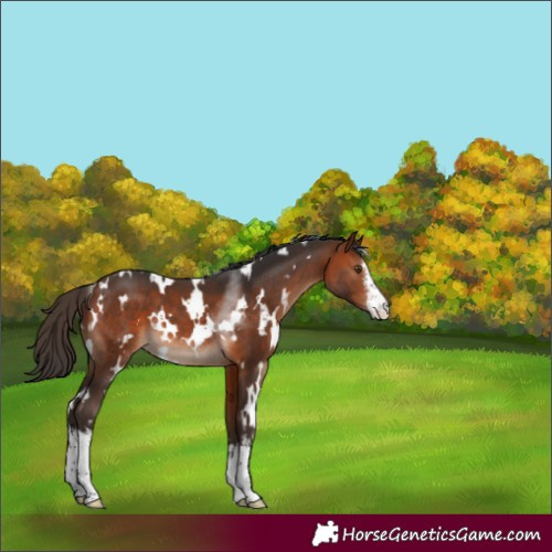 Horse Color:White Spotted Bay