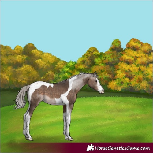 Horse Color:White Spotted Silver Brown Dun Tobiano