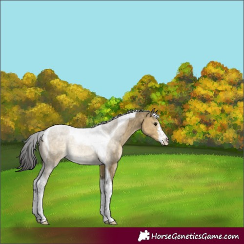 Horse Color:White Spotted Buckskin Dun Tobiano