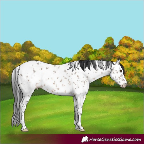 Horse Color:White Spotted Brown Dun Sabino