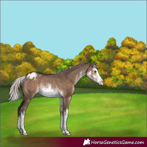Horse Color:White Spotted Silver Brown Dun Appaloosa Rabicano 