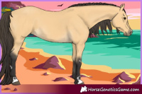 Horse Color:Buckskin 