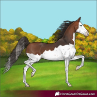 Horse Color:Bay Splash 