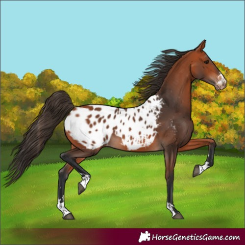 Horse Color:Bay Appaloosa 