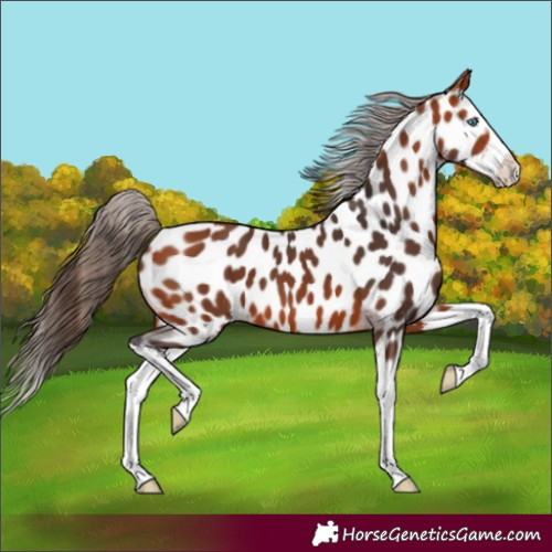 Horse Color:Bay Splash Appaloosa 