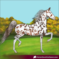 Horse Color:Bay Splash Appaloosa