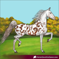 Horse Color:Chestnut Near Leopard