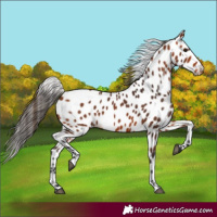 Horse Color:Bay Appaloosa 