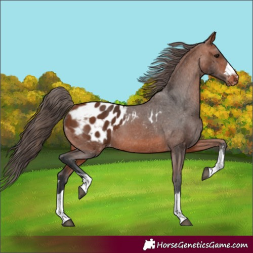 Horse Color:Bay Appaloosa 