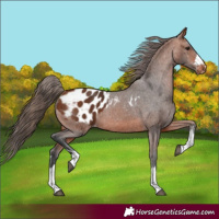 Horse Color:Bay Appaloosa 
