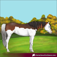 Horse Color:Bay Splash