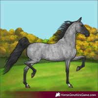 Horse Color:Blue Roan 