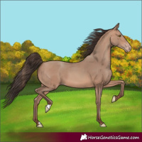 Horse Color:Sable Champagne 