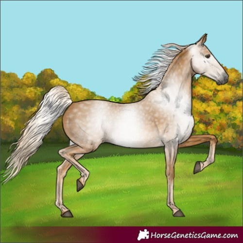 Horse Color:Gray Palomino 