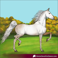 Horse Color:Gray Palomino