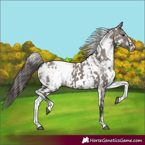 Horse Color:White Spotted Grullo Appaloosa Rabicano  and White Spotted Grullo Appaloosa Rabicano 