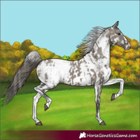 Horse Color:White Spotted Grullo Appaloosa Rabicano and White Spotted Grullo Appaloosa Rabicano