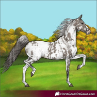 Horse Color:White Spotted Grullo Appaloosa Rabicano  and White Spotted Grullo Appaloosa Rabicano 