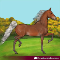 Horse Color:Silver Bay 
