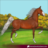 Horse Color:Silver Bay 
