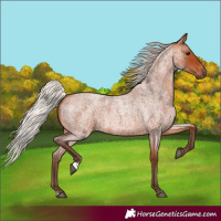 Horse Color:Silver Bay Roan 