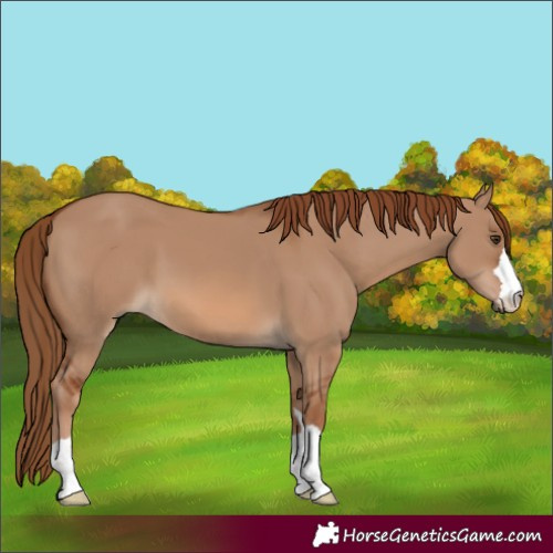 Horse Color:Red Dun 