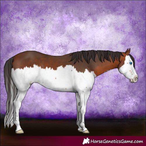 Horse Color:Bay Splash 