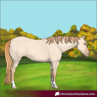 Horse Color:Gold Champagne Dun Tobiano