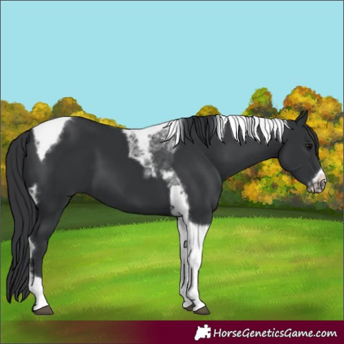 Horse Color:Black Tobiano Frame 