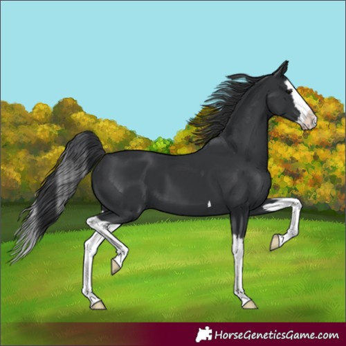 Horse Color:Black Splash 