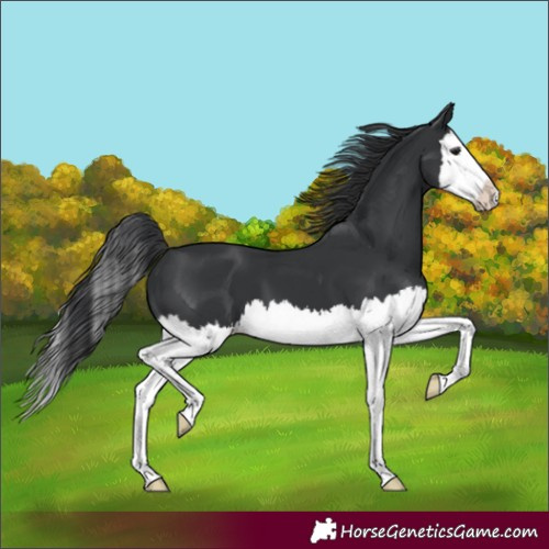 Horse Color:Black Splash 